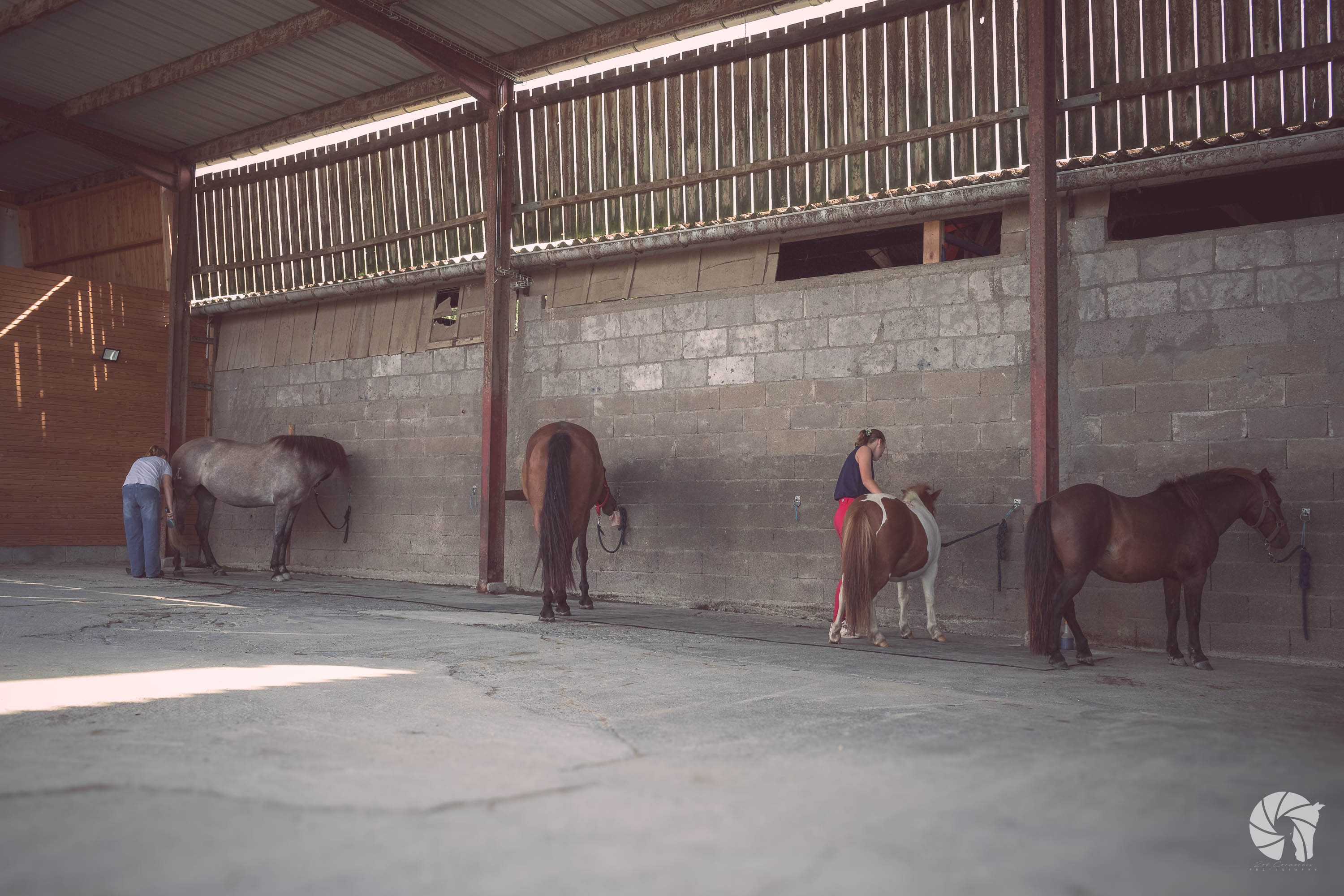 Poneys et chevaux à l'attache au centre équestre de Brains, le Haras d'Athéna.