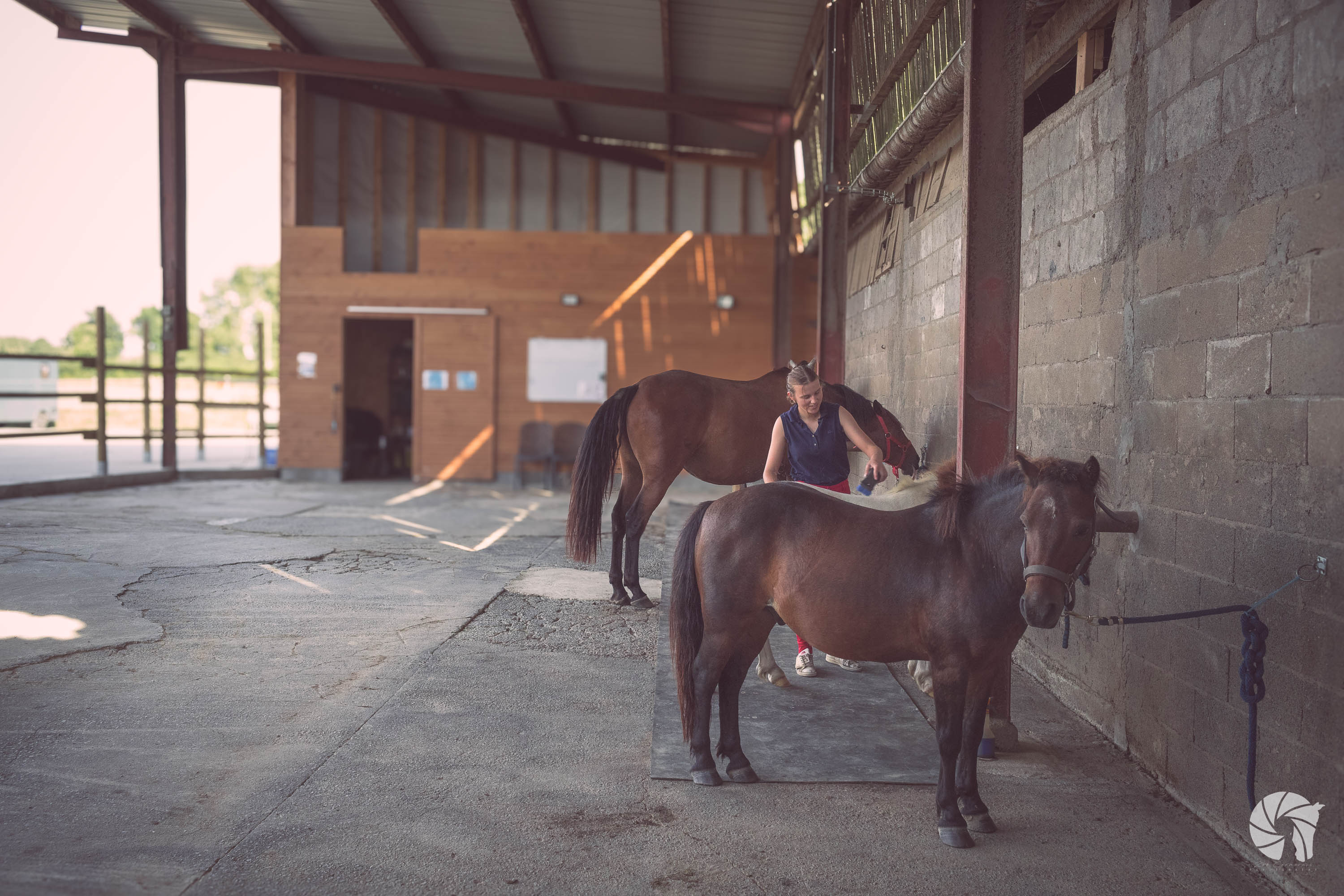 Poneys et chevaux à l'attache au Haras d'Athéna à Brains, centre équestre.