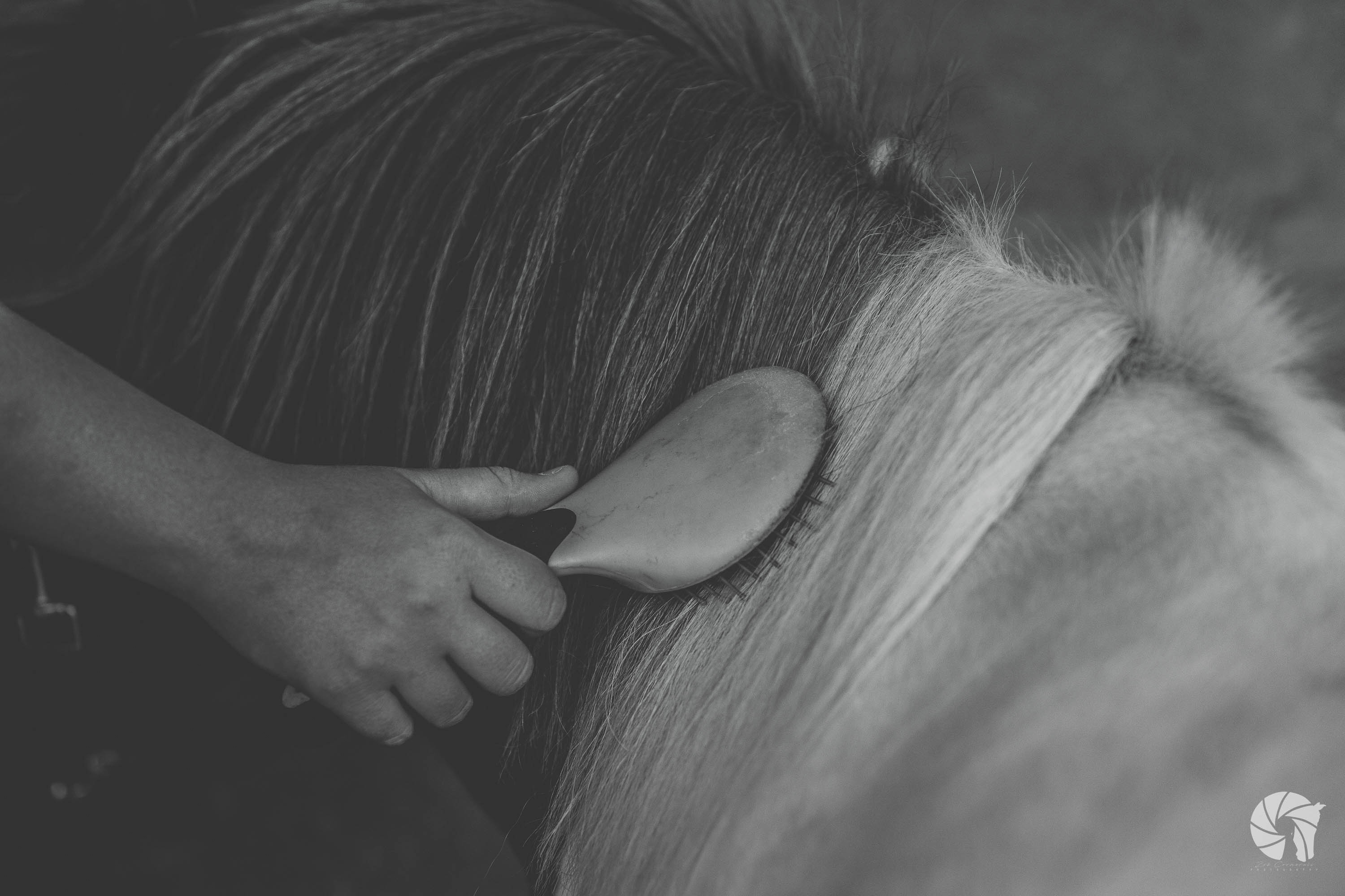 Brosse à crins pour un poney