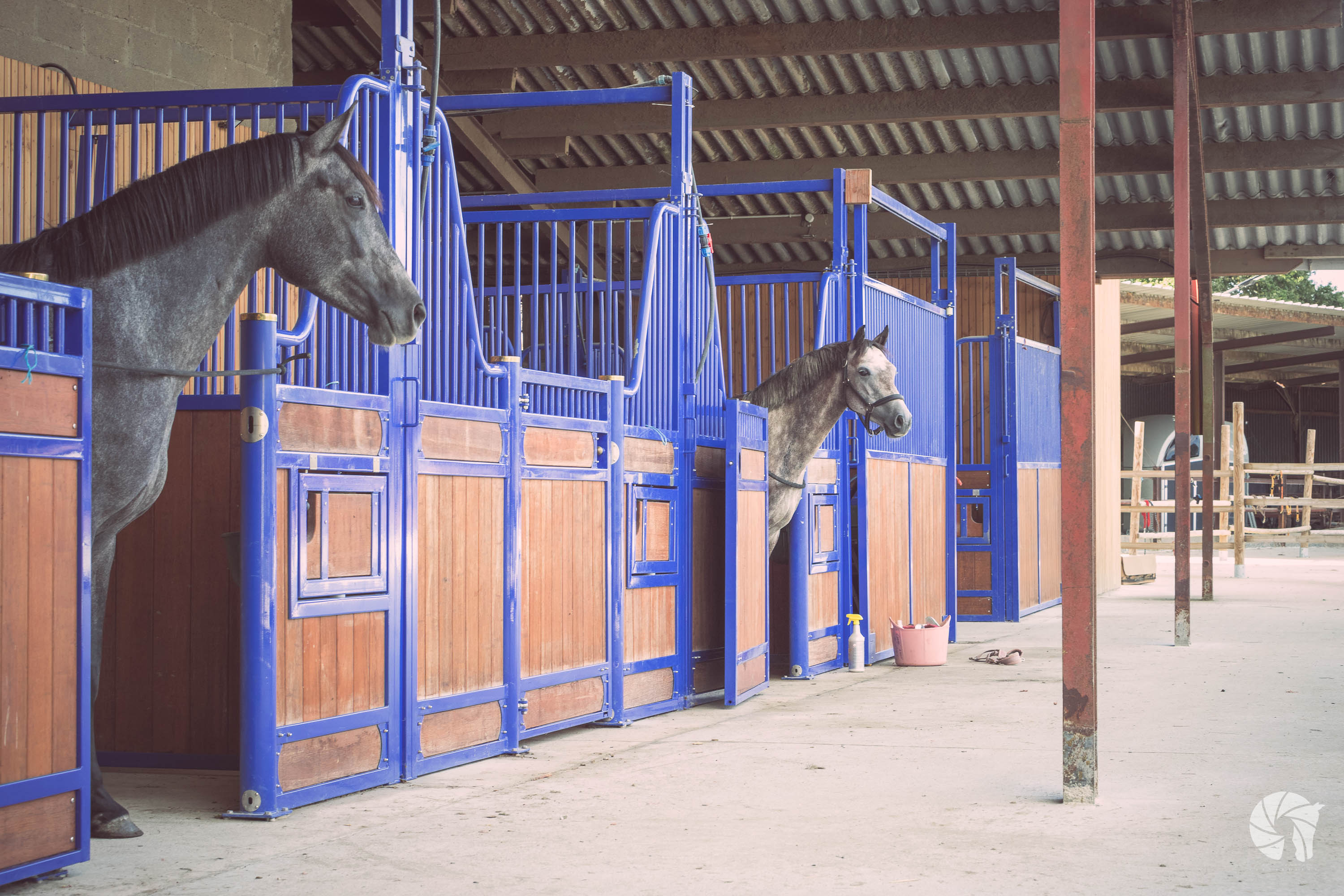 Deux chevaux gris dans des boxs dans une écurie de propriétaire à Brains, écurite de propriétaire et pension pour chevaux.
