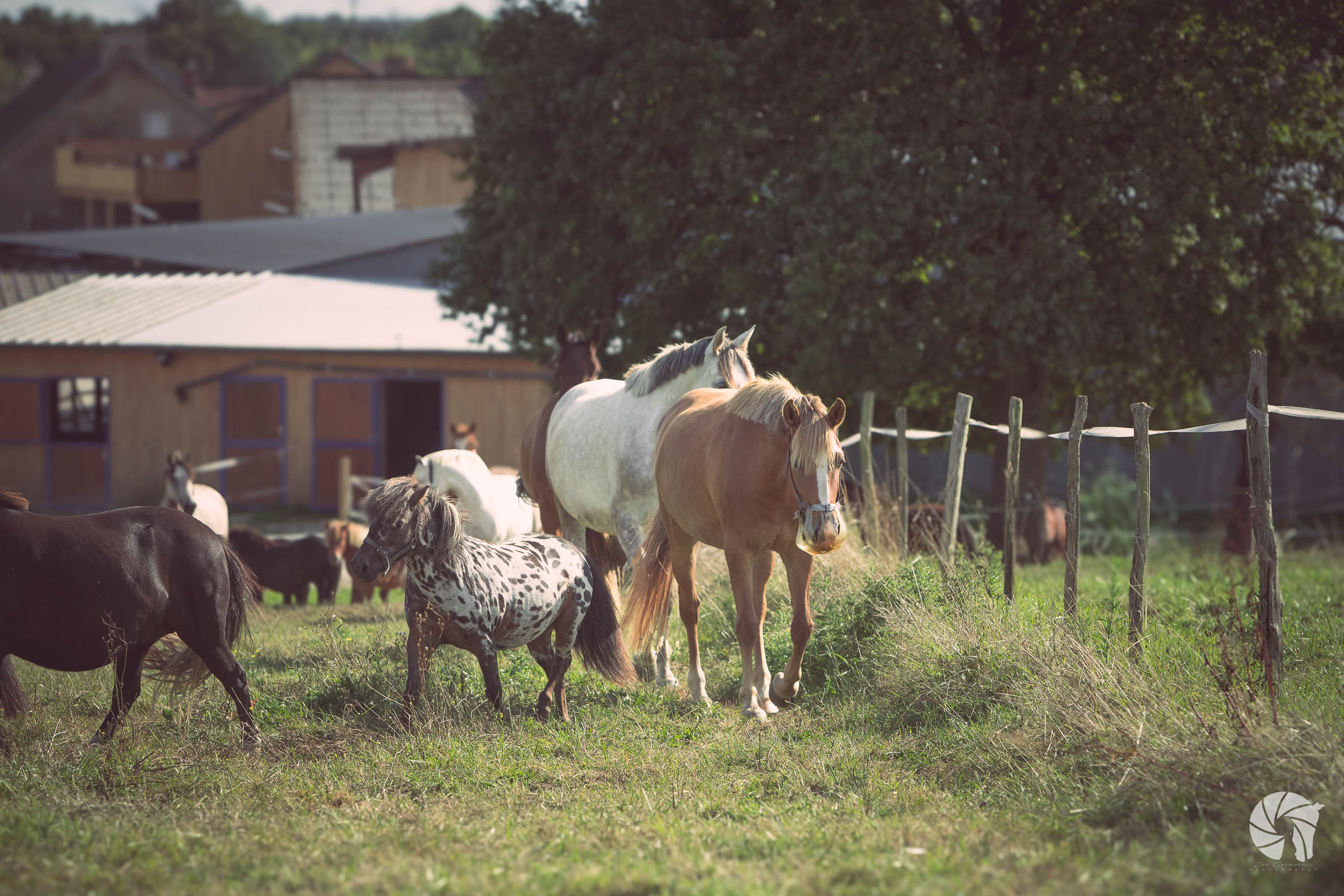 Chevaux et poneys dans leurs prés d'été à Brains, écurie de propriétaires et centre équestre du Haras d'Athéna.