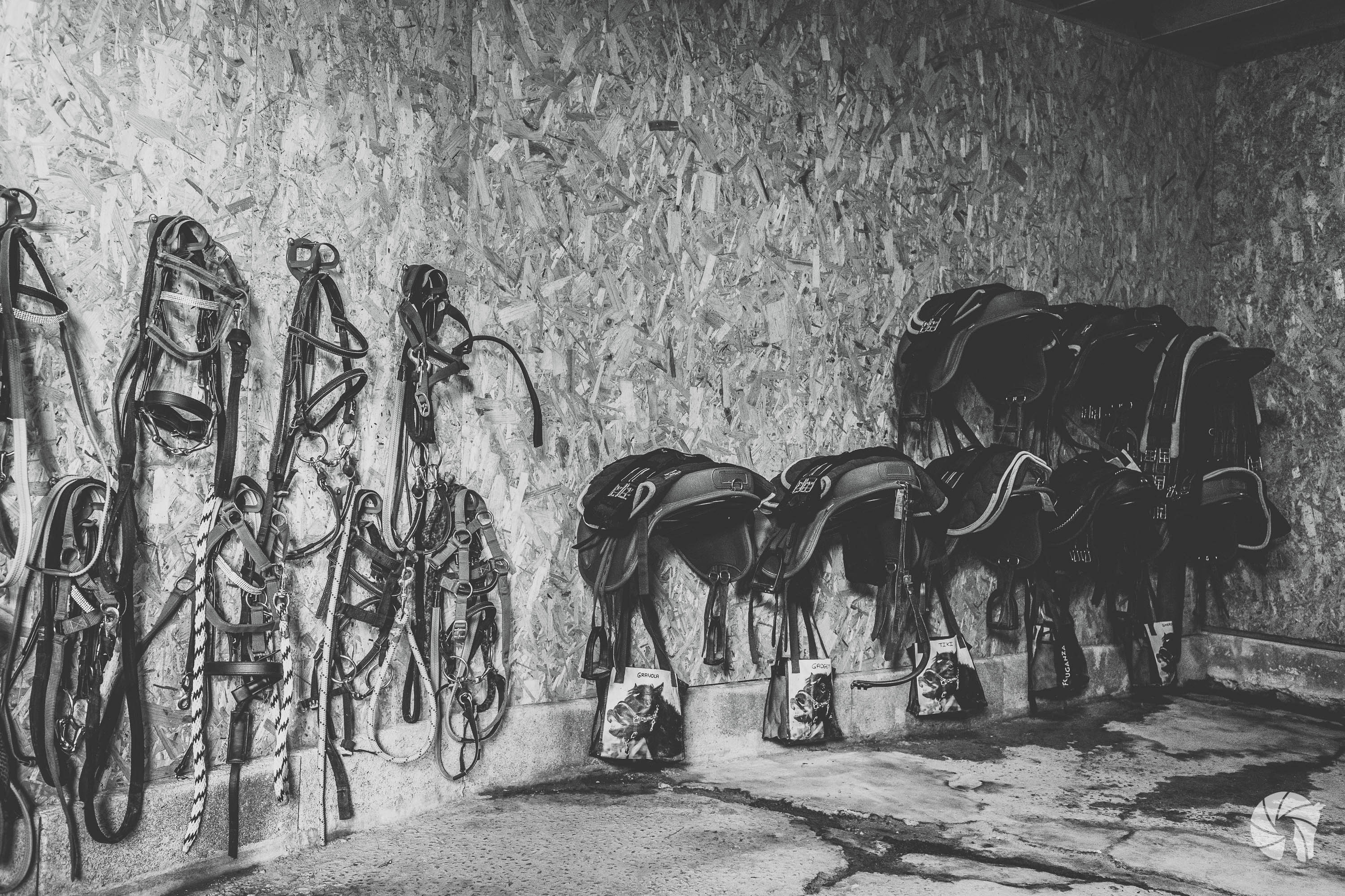 Sellerie pour chevaux à Brains, centre équestre Haras d'Athéna.