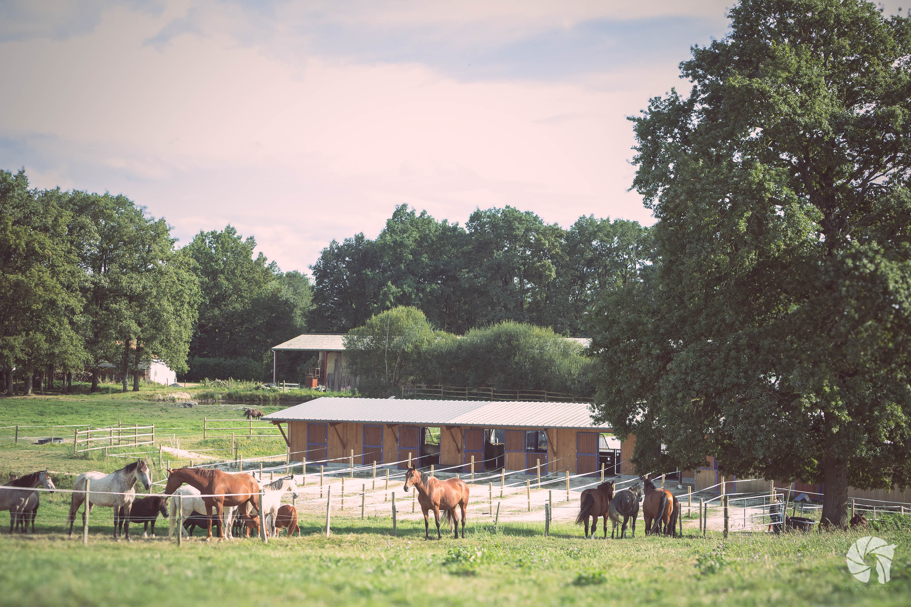 Vue d'ensemble des prairies et boxs avec terrasses stabilisées au Haras d'Athéna à Brains.