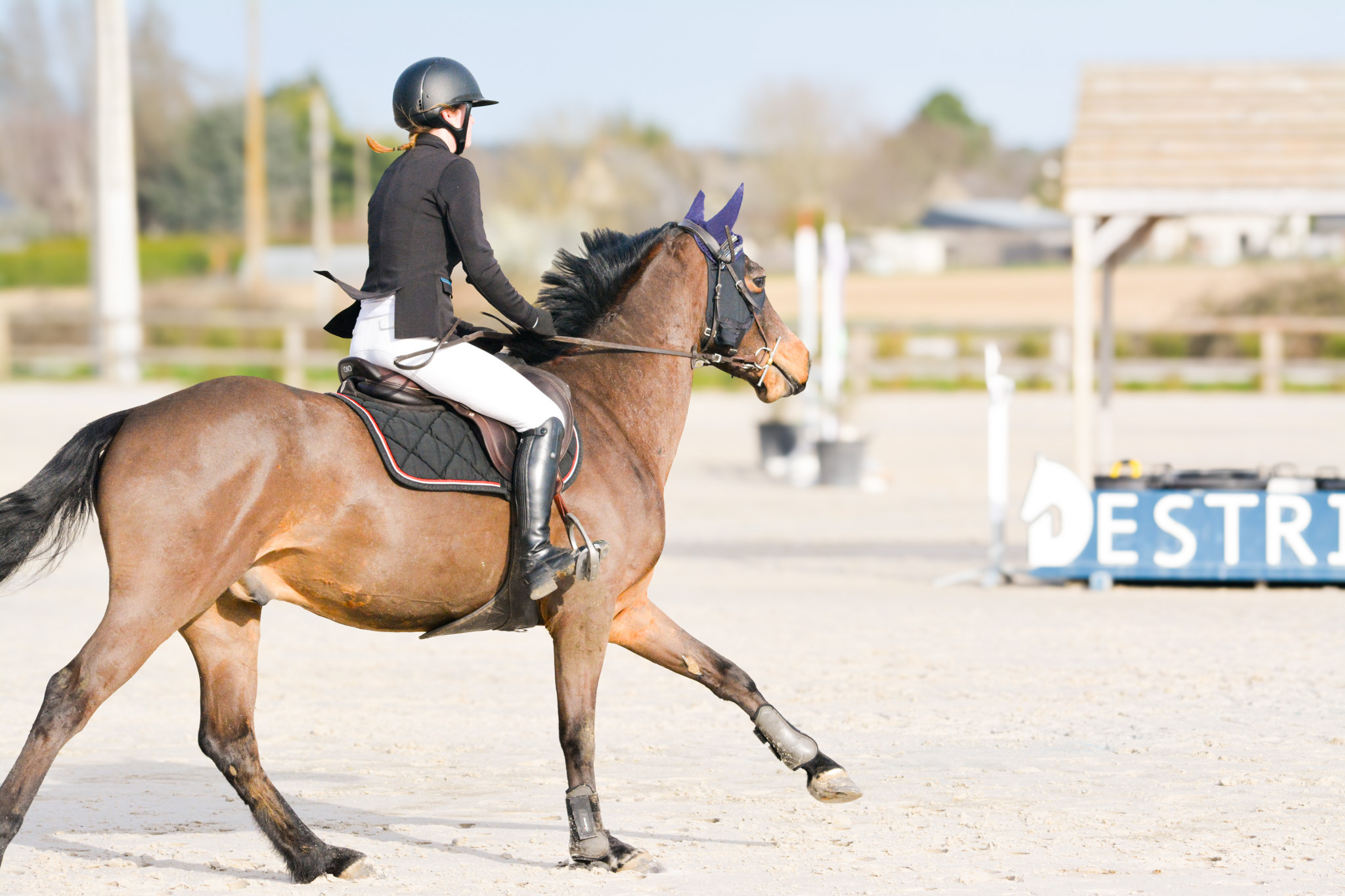 Cheval de sport à vendre - Haras d'Athéna